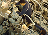 Changing of exhaust valve air spring onboard Glovis Maple